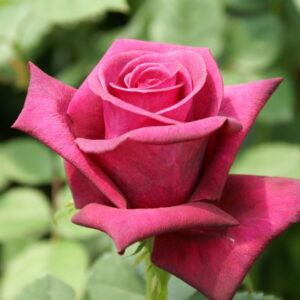 Majestic Burgundy Hybrid Tea Rose 5lt