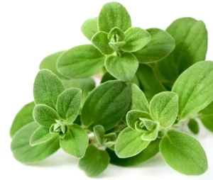 Marjoram Sweet 6 Pack Tray