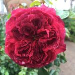 Marsala Grandirosa KORsalamar Panarosa Rose 5lt