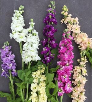 Matthiola Incana Various 4 Pack Tray