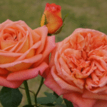 Rose McHardy 5lt