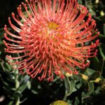 Memory.jpg Leucospermum Memory (pincushion) 15cm Pot