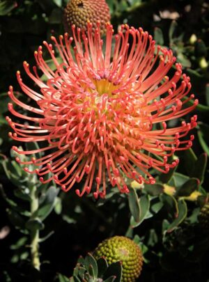 Leucospermum Memory (pincushion) 22cm Pot