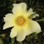 Mermaid Climbing Rose 5lt