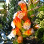 Mimetes-Capitulatus-15cm-Pot.jpg Mimetes Capitulatus 15cm Pot