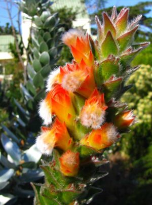 Mimetes Capitulatus 15cm Pot