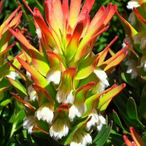 Mimetes Plants for sale at clicknplant nursery