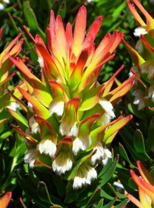 Mimetes Plants for sale at clicknplant nursery