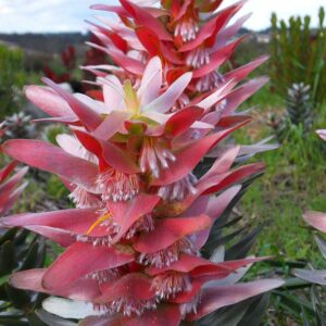 Mimetes-Splendidus-15cm-Pot.jpg Mimetes Splendidus 15cm Pot
