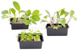 Mixed Veg 6 Pack Tray