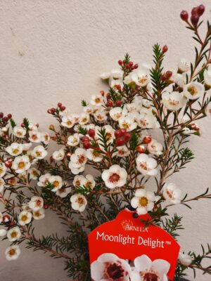 Geraldton Wax Moonlight Delight 15cm Pot