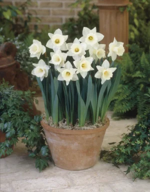 Daffodil Mount Hood Bulbs Daffodil Mount Hood Bulbs