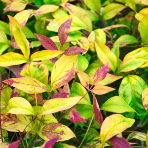 Nandina Pygmea 'Firepower' 128 Plug Tray