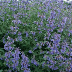Nepeta X Faassenii "Six Hills Giant" 15cm Pot Common Name: Catmint ‘Six Hills Giant’