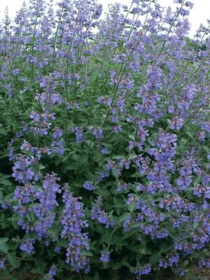 Nepeta X Faassenii "Six Hills Giant" 15cm Pot Common Name: Catmint ‘Six Hills Giant’