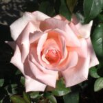 New Zealand Rose 5lt