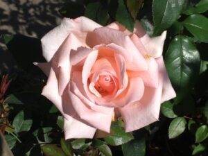 New-Zealand.jpg New Zealand Rose 5lt