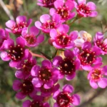 Geraldton Wax 'Ninas Delight' 15cm Pot