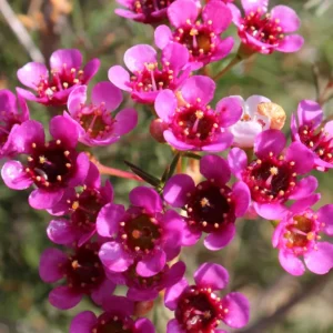 Geraldton Wax 'Ninas Delight' 22cm Pot