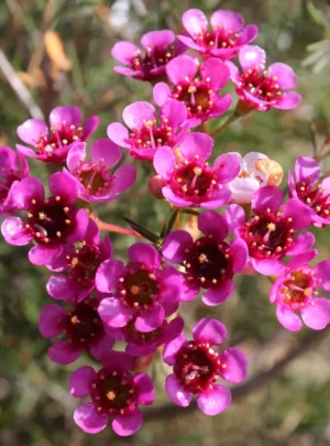Geraldton Wax 'Ninas Delight' 15cm Pot