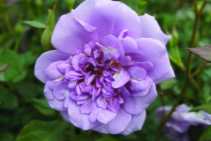 Ocean in Motion Panarosa Rose 5lt