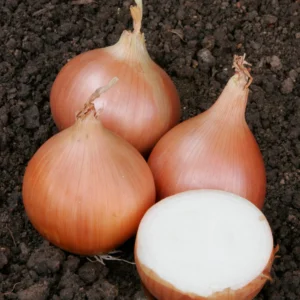 Onions-Texas-Grano-scaled-1.webp Onions - Texas Grano 200 Plug Tray