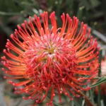 Orange Blaze Leucospermum (pincushion) 15cm Pot