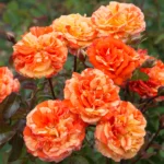 Oranges and Lemons Panarosa Rose 5lt