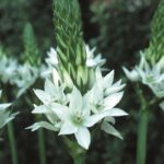 Ornithogalum-Large Bulbs
