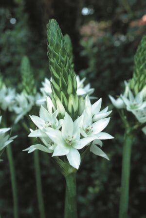 Ornithogalum-Large Bulbs
