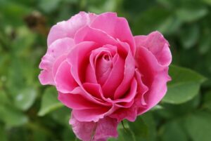 Our Anniversary Hybrid Tea Rose 5lt