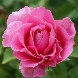 Our Anniversary Hybrid Tea Rose 5lt