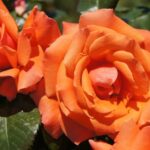 Papaya Panarosa Rose 5lt