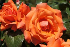 Papaya Panarosa Rose 5lt