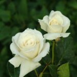 Pascali Hybrid Tea Rose 5lt