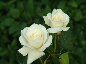 Pascali Hybrid Tea Rose 5lt