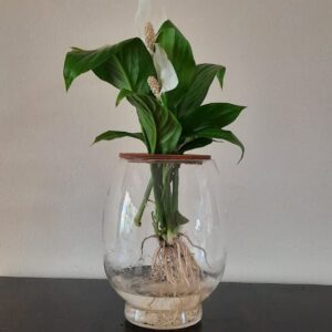 Peacelilly-20cm-barrel-vase.jpeg Barrel Vase with Peace Lily 20cm