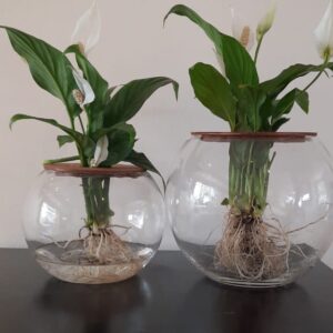 Peacelilly-double.jpeg Fishbowl with Peace Lily