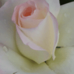 Pearl of Bedfordview Rose 5lt