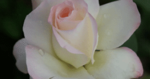Pearl of Bedfordview Rose 5lt