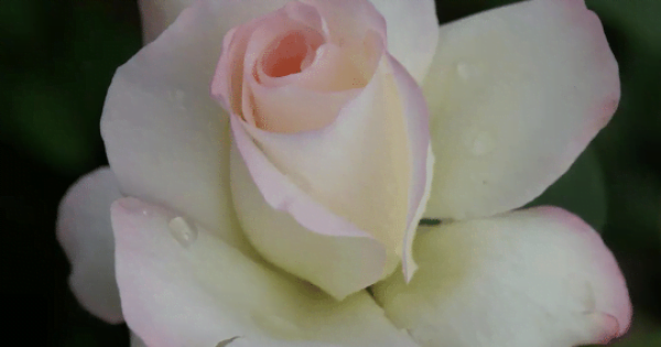 Pearl of Bedfordview Rose STD 90cm - ClicknPlant Online Nursery