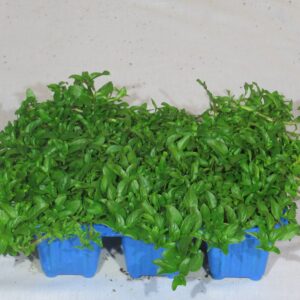 Pennyroyal 6 Pack