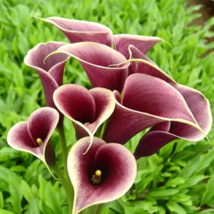 Zantedeschia Persia Bulbs Zantedeschia Persia Bulbs