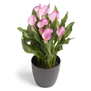 Zantedeschia Peters Pride Bulbs Zantedeschia Peters Pride Bulbs
