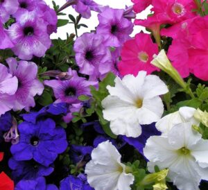 Petunia 6 Pack Various Colours