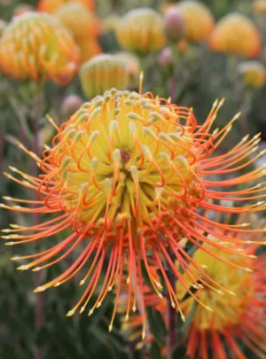 Leucospermum Phoenix (pincushion) 15cm Pot