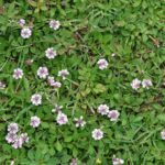 Phyla Nodiflora (Lippia) 128 Plug Tray