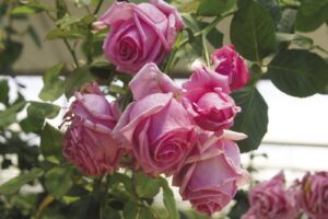 Pink Curtain Climbing Rose 5lt