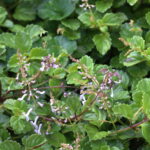 Plectranthus Verticillatus 6 Pack
