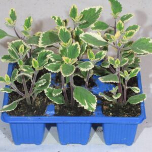 Plectranthus-mad-Variegata-Blue.jpg Plectranthus Mad Variegata Blue 6 Pack